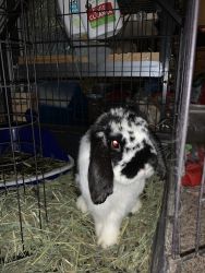 6 month Male holland lop