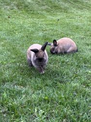 Two Holland Lop Rabbits for sale