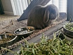 Female Lilac Holland Lop for Sale 4 months old