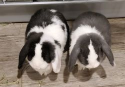 Pair of gorgeous blue eyed female Holland Lops, 6 months