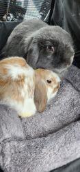 Sparty & Leo [Bonded] - Free to good home