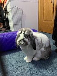 Bunny For Sale