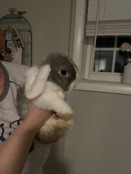 Holland Lop Sale - Many Available Now!