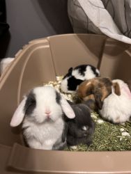 I’m selling 5 baby bunnies