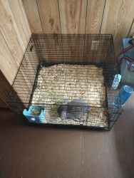 Male Holland lop for rehoming