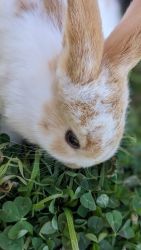 Holland lops and holland lop mixes