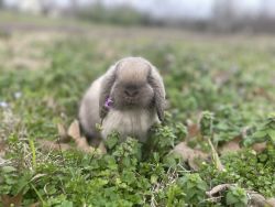 Sweet holland lop
