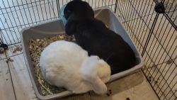 3 Wonderful Rabbits Ready for a New Home!
