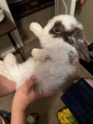 1 month old bunnies Avondale, AZ