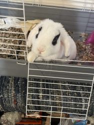 Rabbit that needs immediately home