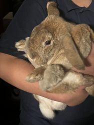 TinY the cute rabbit