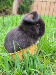 Baby miniature holland lop bunny
