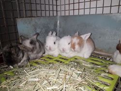 Holland lops with momma for sale!