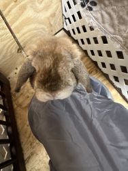 Hunny Bunny - non neutered male