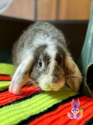 Holland Lop male