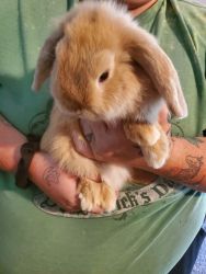 2 does holland lops for sale