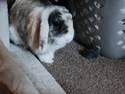 Male Holland Lop