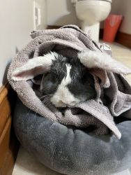 1 year old male bunny need a new home