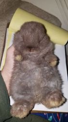 Chocolate and Black Holland Lops ready for adoption