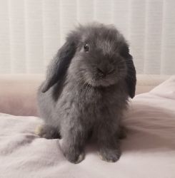 Young Holland Lop