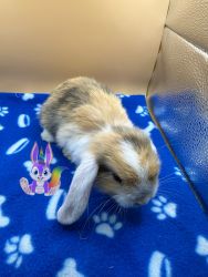 Holland Lop Females