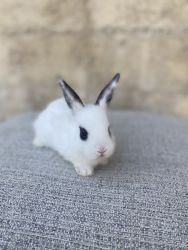 Holland Lop x dwarf hotot bunny