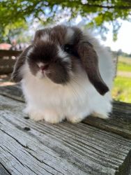 Fuzzy Hopand Lop Looking for a New Home!