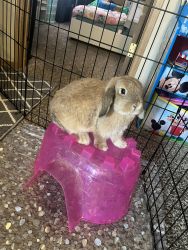 Bonded Pair of Holland-Lop Bunnies for Sale