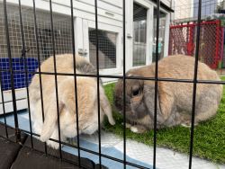Holland Lops looking for a new home!