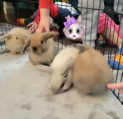 Baby Holland Lop bunnies