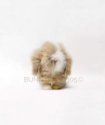 Teddywidder Bunny Rabbit Adoption