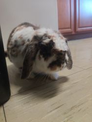Holland Lop for sale