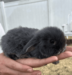 Holland Lop Bunnies for sale!