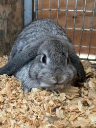 Female 12 month old Holland lop ear rabbit