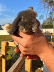Holland Lop Bunnies for sale!