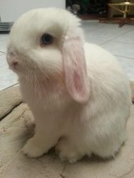 Purebred Blue Eyed White Holland Lop Buck For Sale