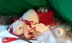 Christmas Holland Lop Bunnies In Gaston County