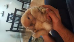 Holland lop for sale!
