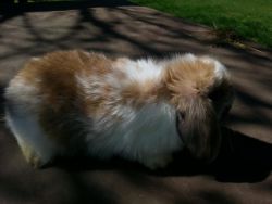 Holland lop bunnies Only two left