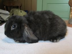 Holland Lop Rabbits, 3 months old, male