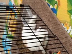 Tan and White Holland Lop Looking for New Loving Home!!!