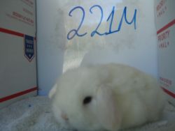 Beautiful Blue eyes Holland Lop bunny for sales