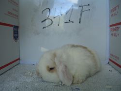 Beautiful Holland Lop bunnies for sales.