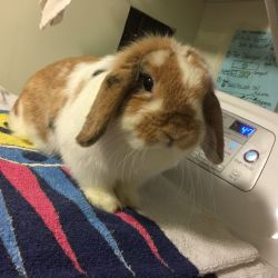 2 Holland Lop Rabbits for sale