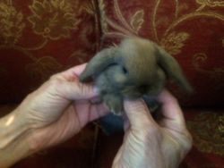 2 Holland Lop Babies For Sale