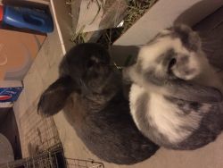 Holland Lops for adoption