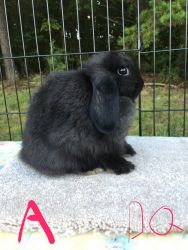 2 pedigreed holland lop does available