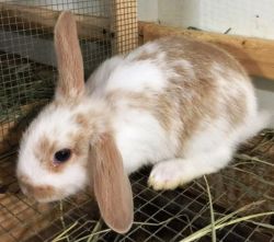 Holland Lop Bunnies for Sale