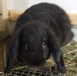 Holland Lops for Sale (reduced price)