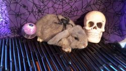 3 Holland Lop Bunnies can go home TODAY!